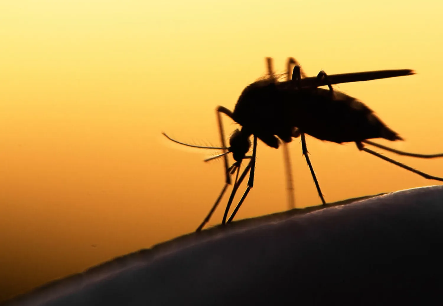 Combate à malária em Moçambique: Distribuição em massa de redes mosquiteiras na província de Niassa
