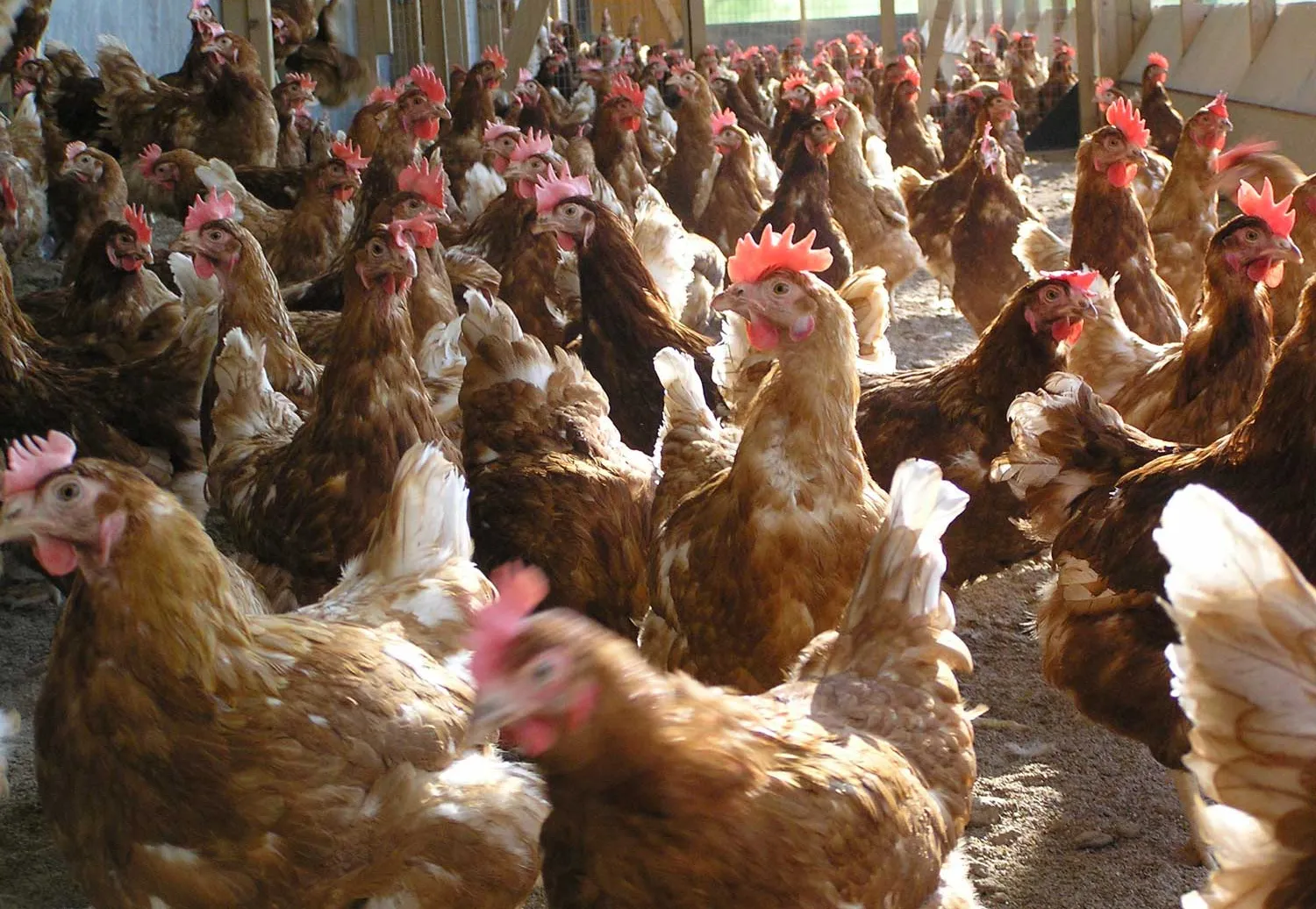 Produção de frango em Moçambique é destaque na África Austral e atrai investimentos