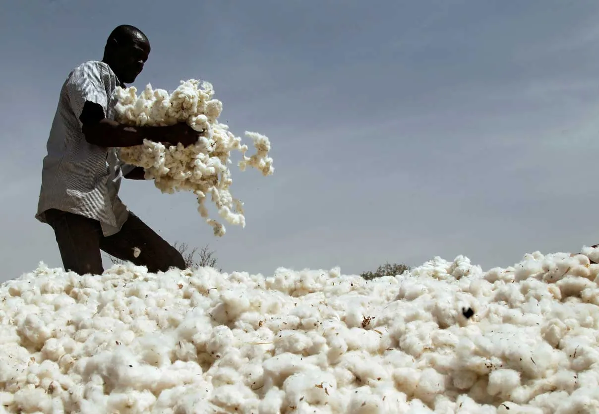 Moçambique Defende Produtores de algodão: Preço Mantido, Produção Estimulada