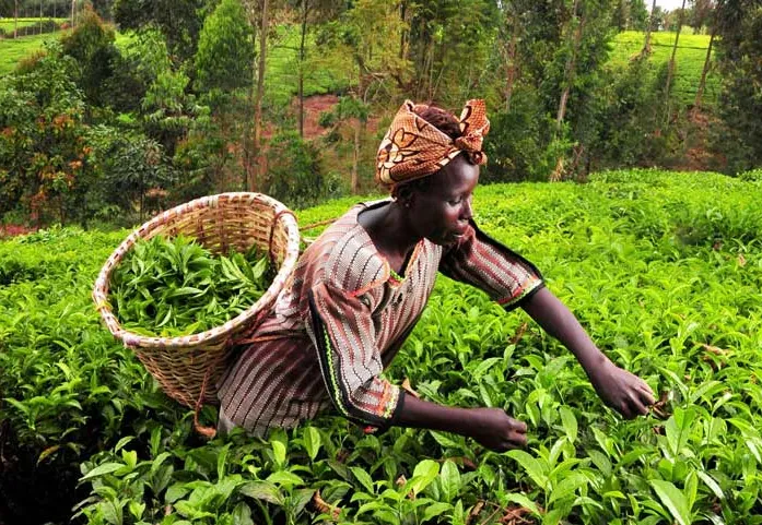 O Futuro é Verde: Moçambique Beneficia de Milhões para Potenciar Agricultura