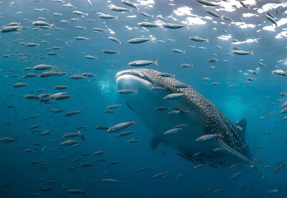 Oceano em Foco: Moçambique e Noruega Dão o Primeiro Passo