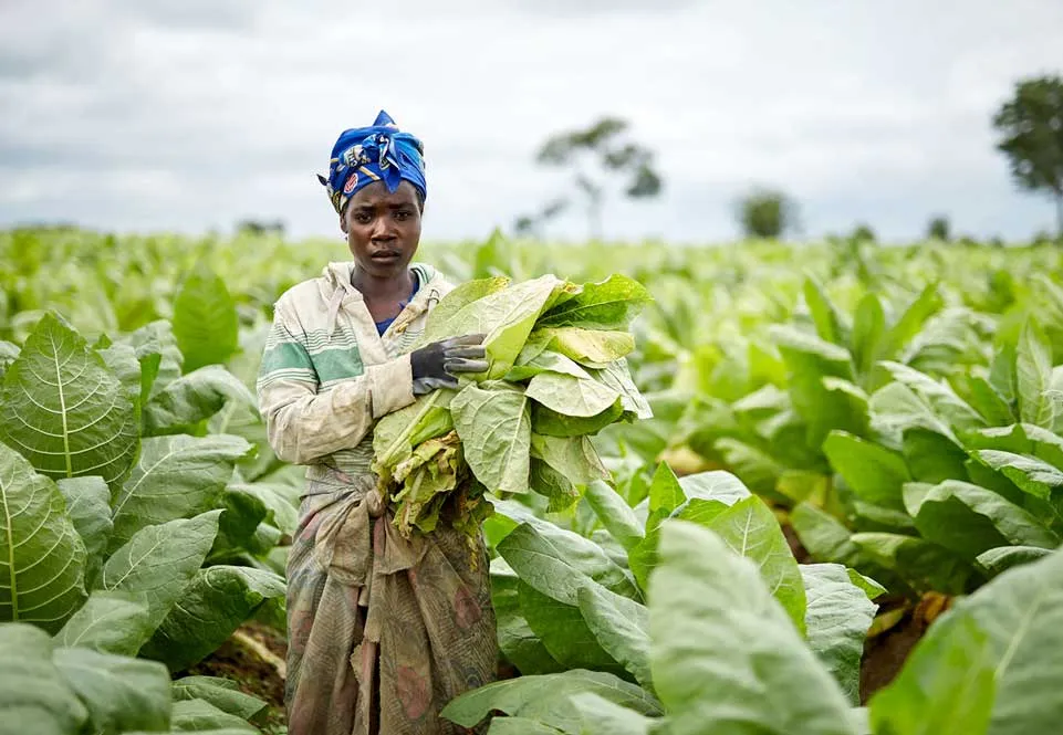 Relatório da OMS identifica Moçambique entre os líderes na produção de tabaco