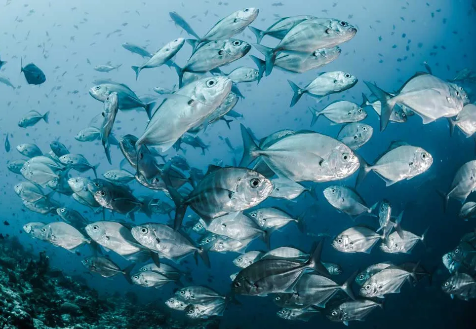 Corte Drástico em Taxas de Pesca Atrai Frotas Estrangeiras a Moçambique