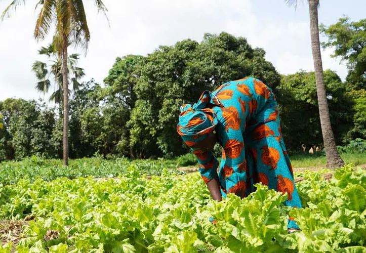 BAD Lança Fundo de Apoio para Estimular Agricultura Inteligente e Negócios Sustentáveis em Moçambique
