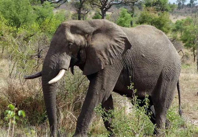 Humanos e Elefantes: Busca de Convivência Pacífica Motiva Implementação de Projecto Inovador em Chimanimani