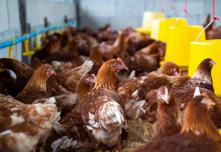 Gripe das Aves Afecta Produção Avícola em Moçambique e África do Sul