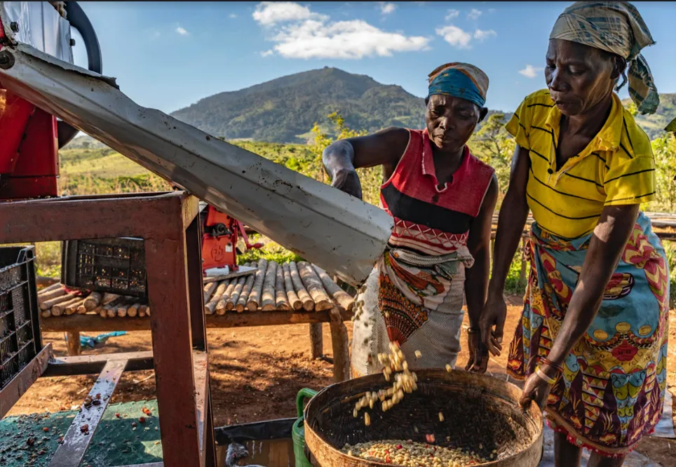 Café da Gorongosa Ganha Impulso Internacional com Fundos Noruegueses