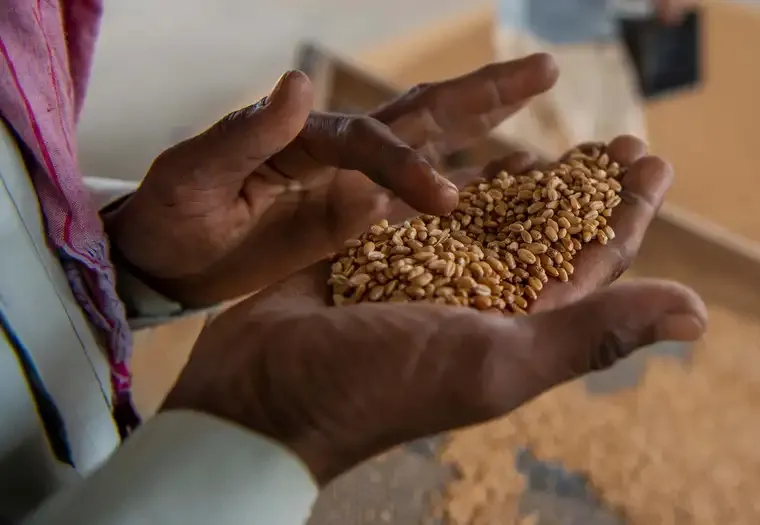 Moçambique Pode Ser Peça-Chave no Abastecimento de Cereais a Portugal, Afirma Ministra da Agricultura e da Alimentação