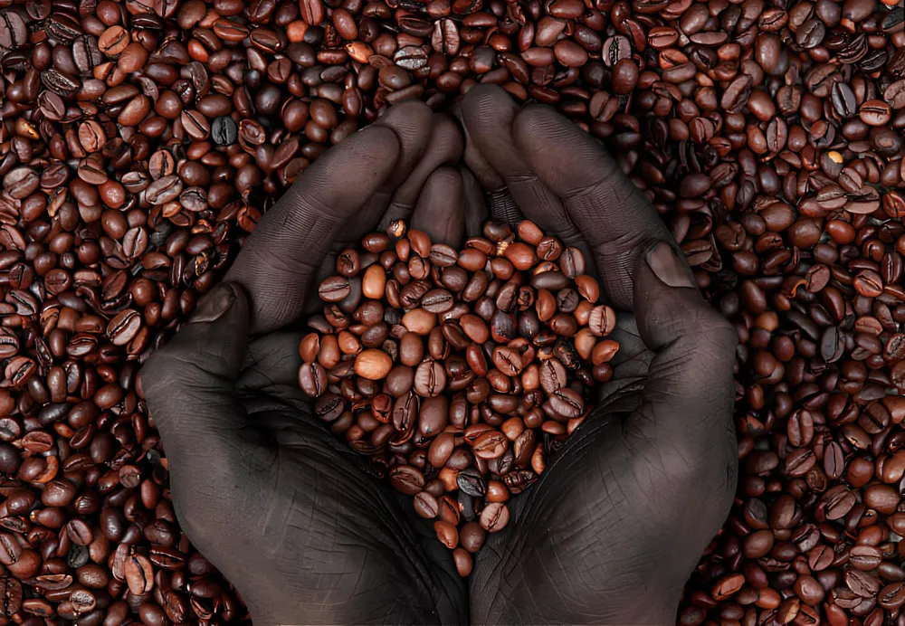 Café Moçambicano do Parque de Chimanimani Conquista Mercado Britânico