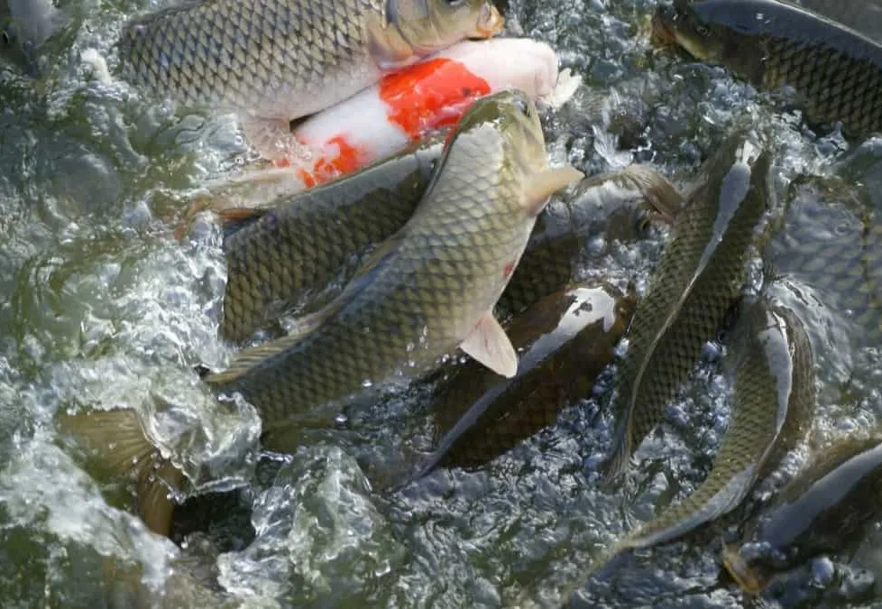 Tete aposta na piscicultura para reforçar segurança alimentar com projecto de quatro mil toneladas de peixe