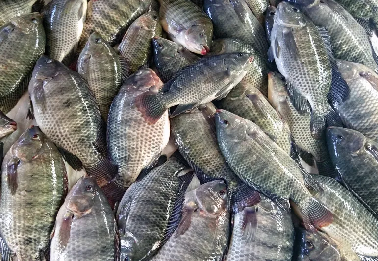 Inovação em Aquicultura: Moçambique Lança Nova Variedade de Tilápia em Chókwè