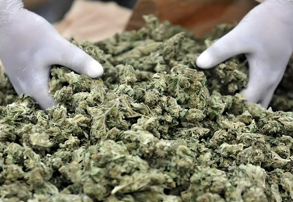 Meia Tonelada de Canábis Sativa Apreendida em Nampula