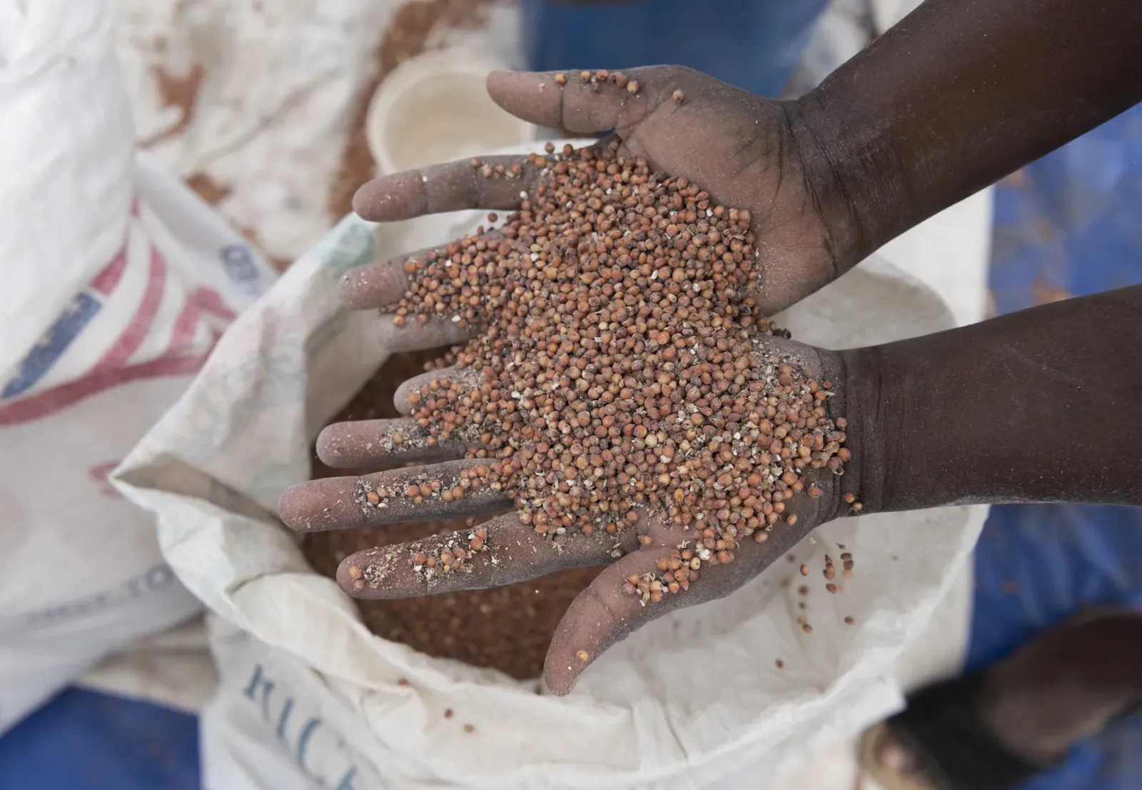 Moçambique Colhe Experiência da Zâmbia na Produção de Sementes