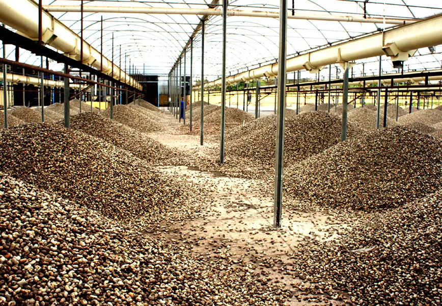 Fábrica de caju de 30 milhões marca nova era em Cabo Delgado