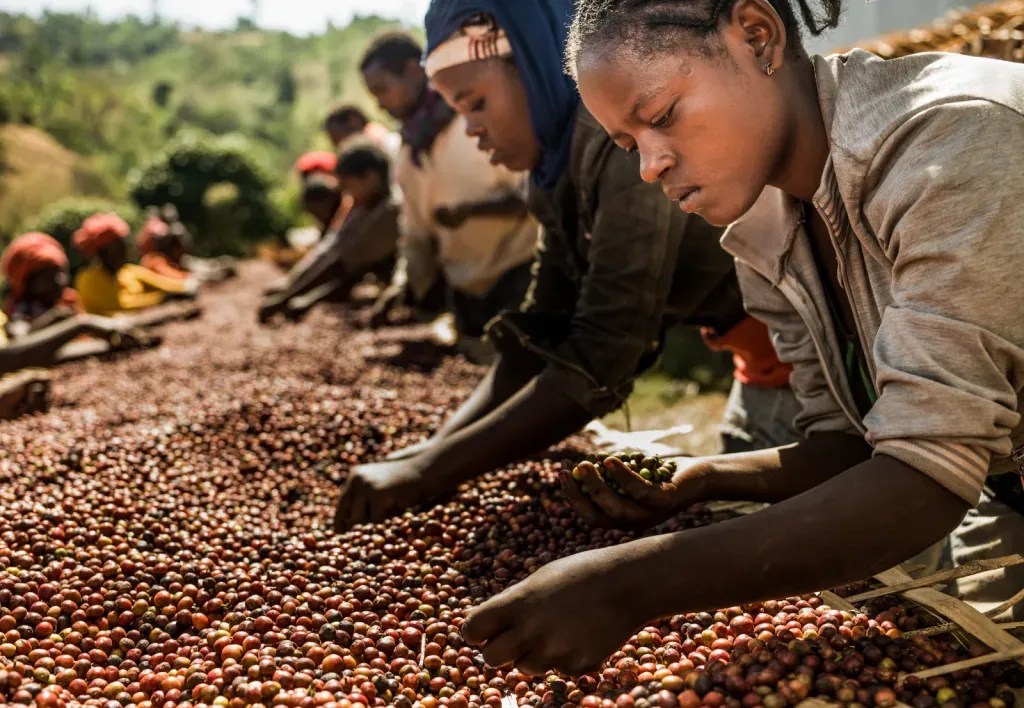 Moçambique Aposta na Cultura do Café: Sustentabilidade e Competitividade Global