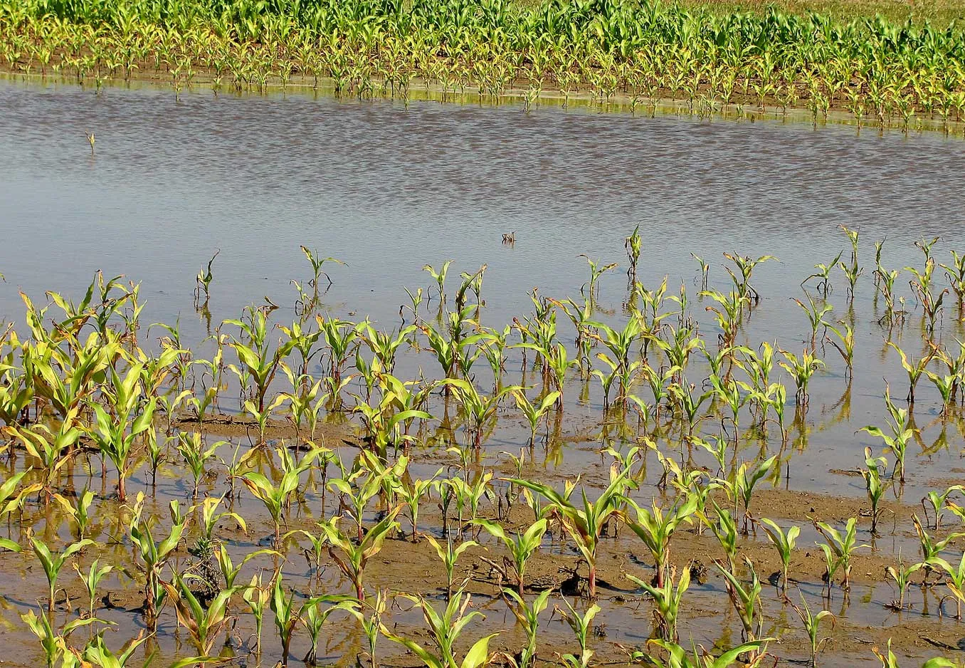 Chuva Intensa Devasta Agricultura Urbana em Maputo