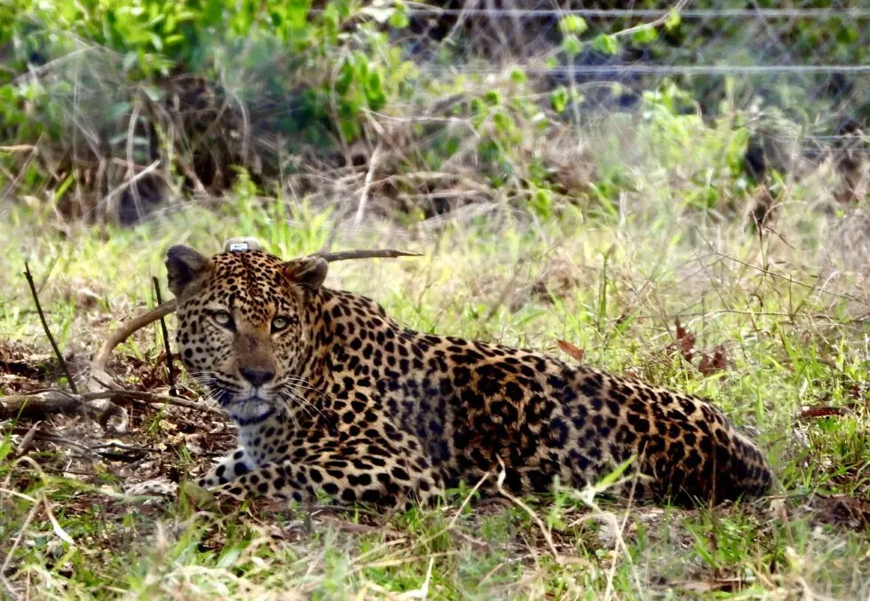 Gorongosa recebe mais leopardos e reforça biodiversidade