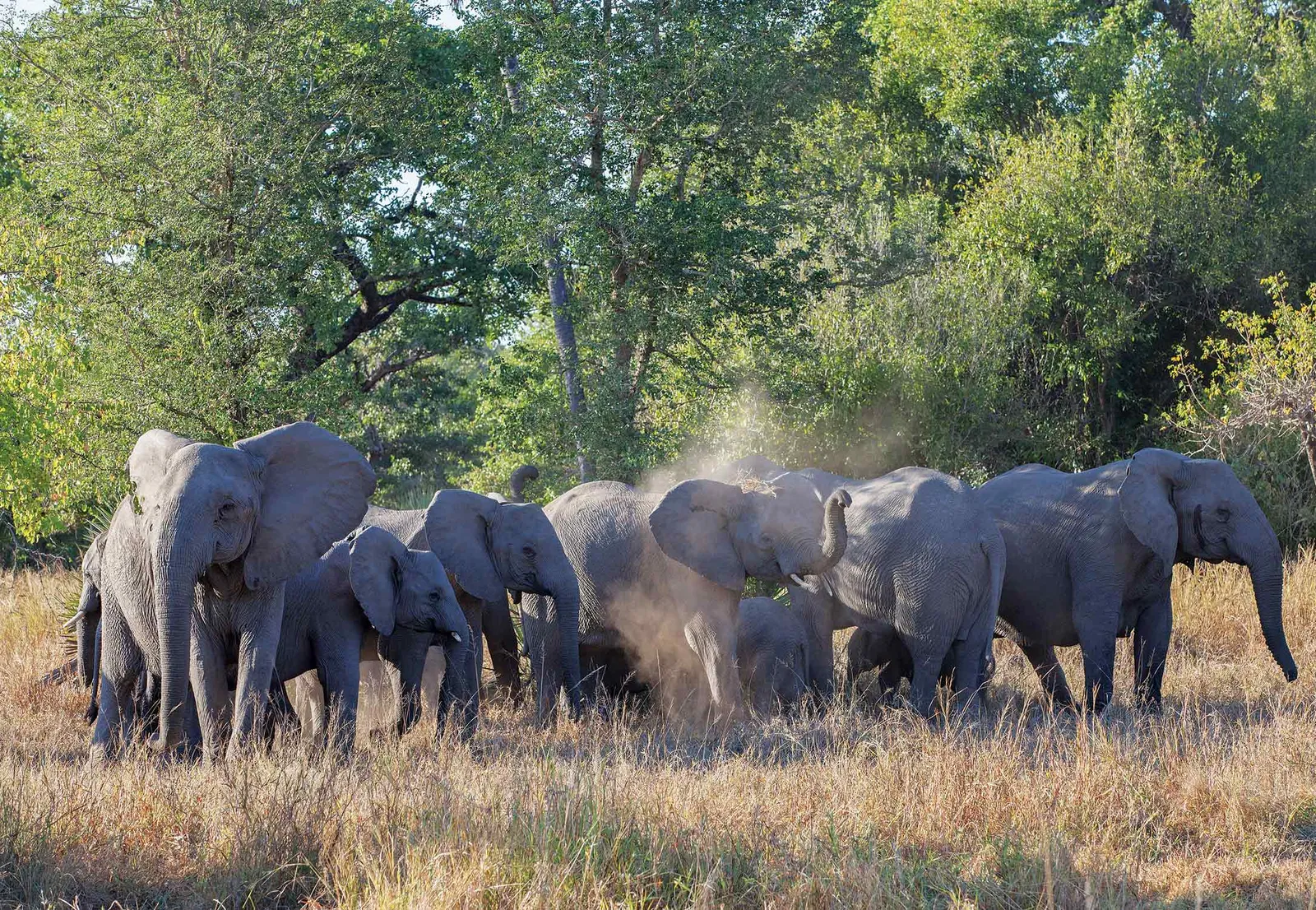 Gorongosa faz história e vence prestigiado prémio mundial