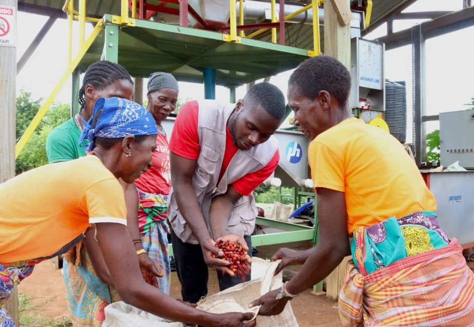 Produção de café em Nhanguco impulsiona economia local na Gorongosa