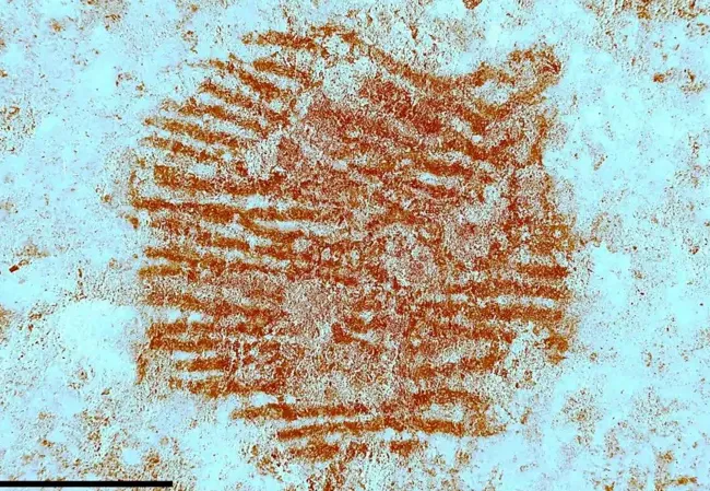 Impressão digital ancestral reforça hipótese de arte neandertal