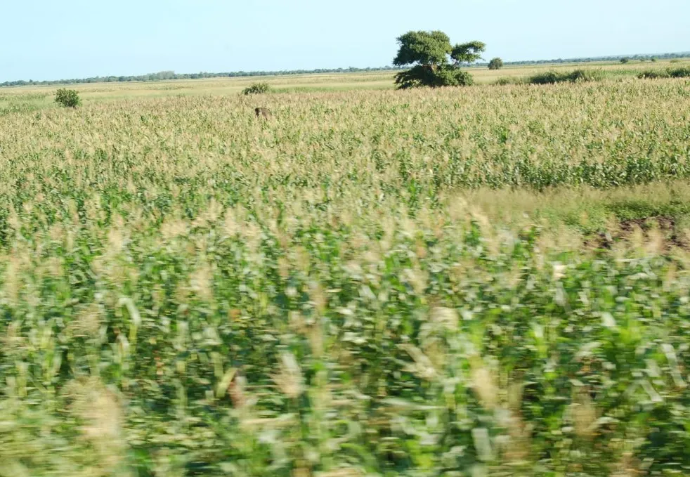 Mangwana injecta 63 milhões de meticais na agricultura em Manica