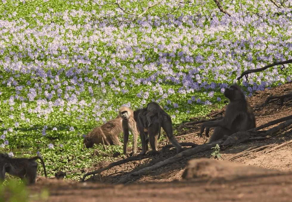 Gorongosa desvenda novas fronteiras no estudo de primatas, herbívoros e morcegos