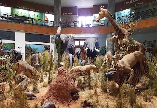 Museu de História Natural de Maputo renasce após investimento de 4,2 milhões de euros