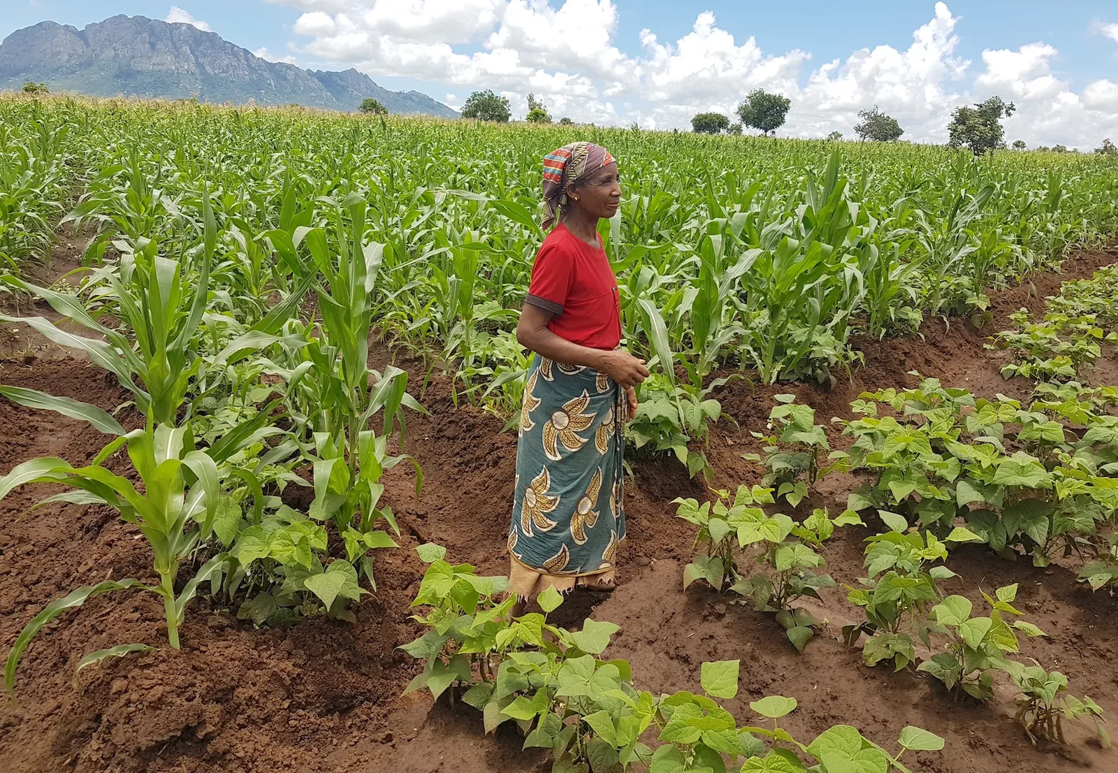 China lança projecto Ponte África para impulsionar agricultura em Moçambique