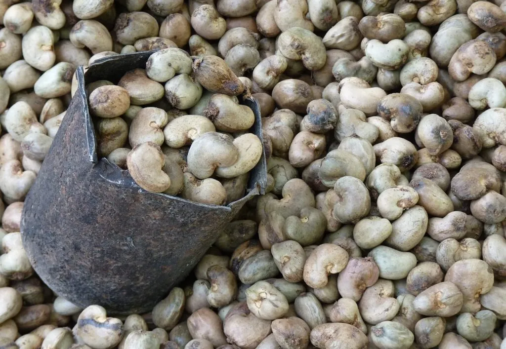 Produção de caju cresce e transforma comunidades em Moçambique