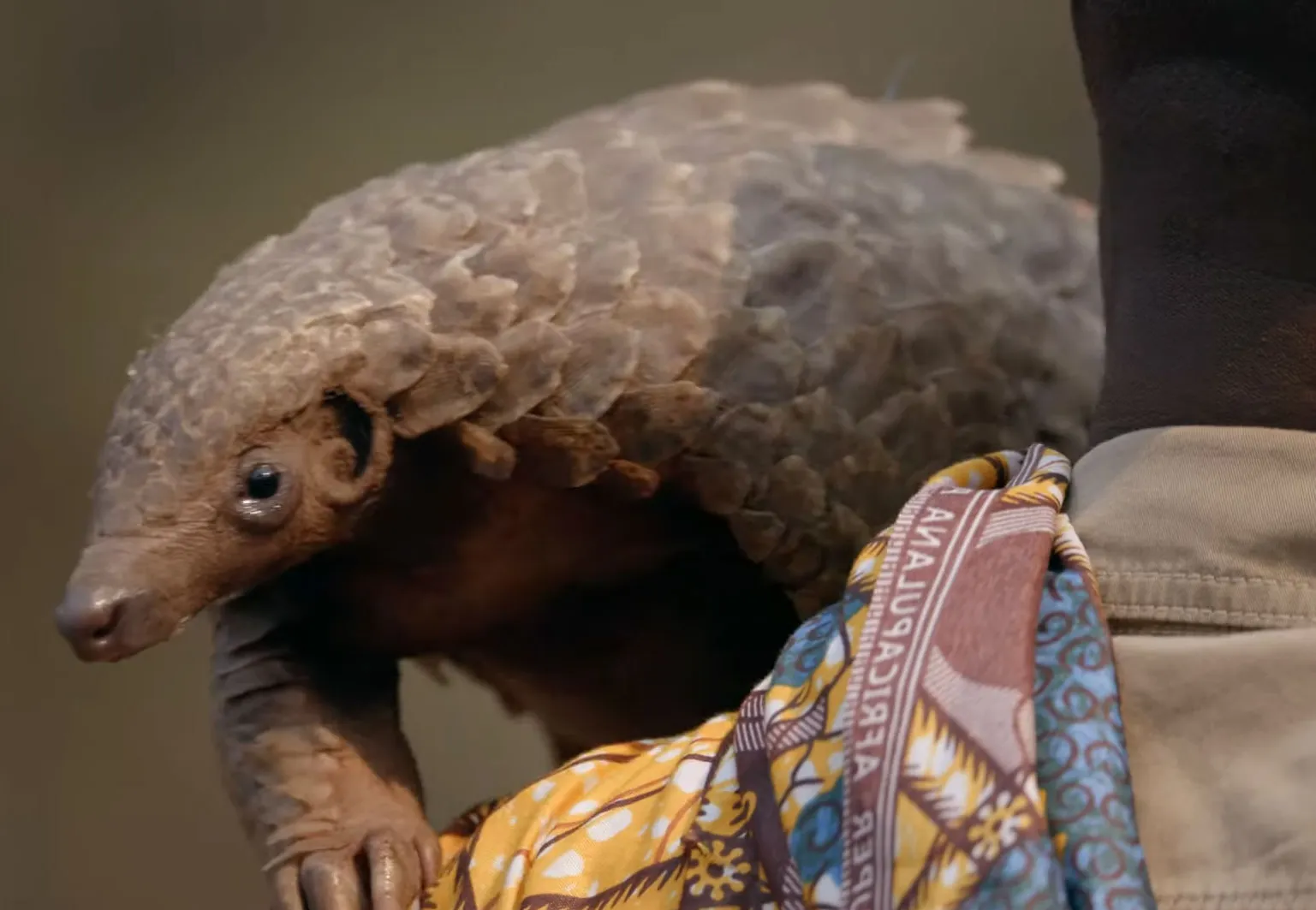 A Gorongosa Safaris lança a série de filmes “Para além do safari”