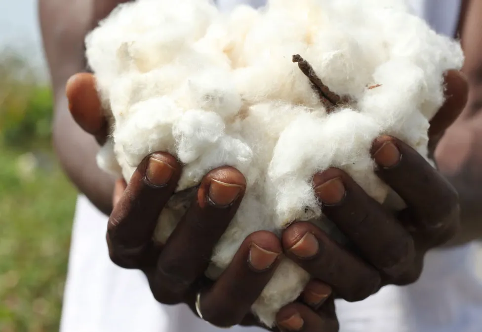 Algodão artesanal ganha fôlego em Moçambique
