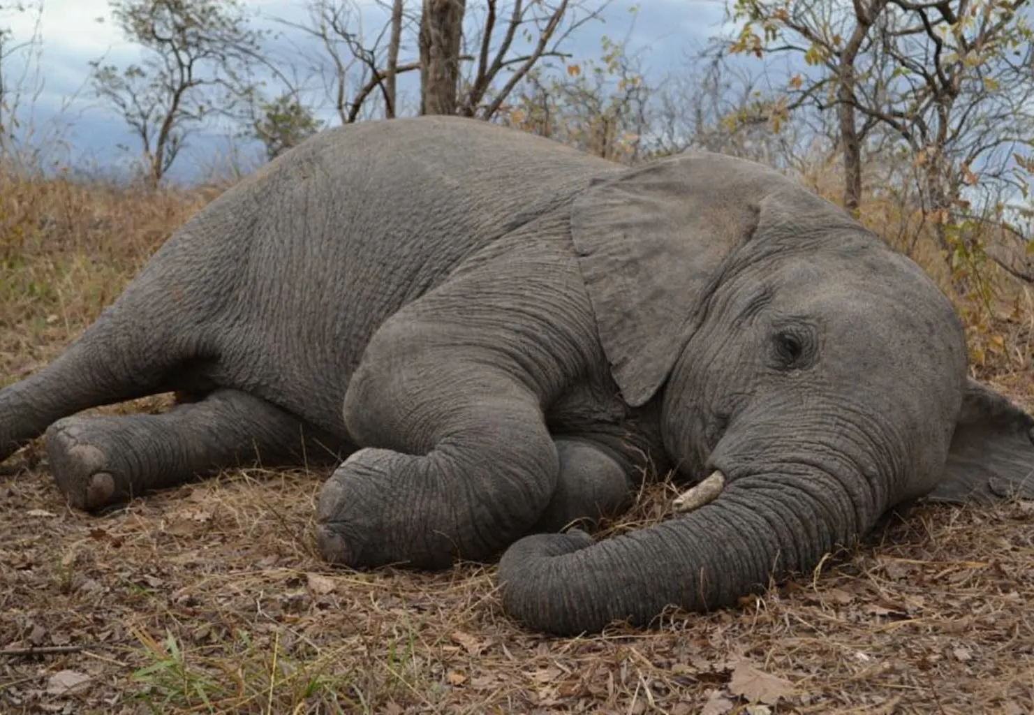 Biofund e Governo criam métrica para conservar biodiversidade em Moçambique