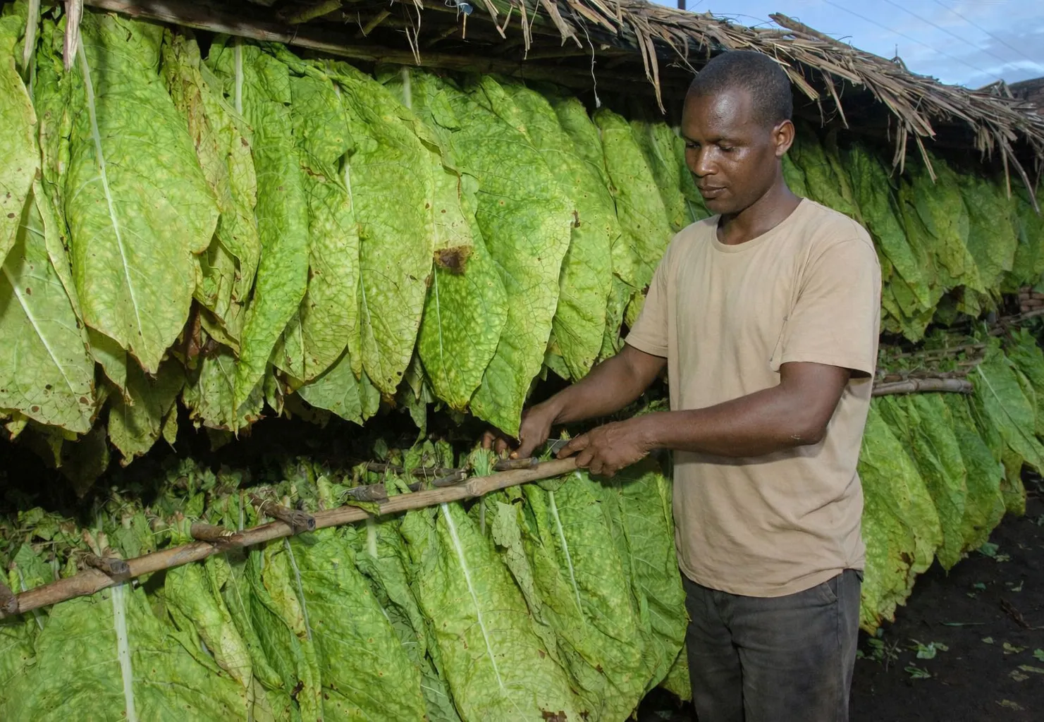 Exportações de tabaco disparam apesar da queda na produção