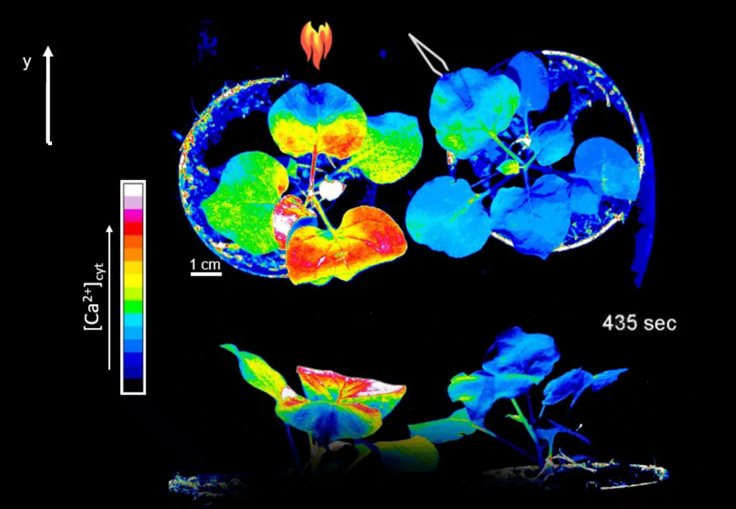Cientistas descobrem que plantas comunicam entre si através de sinais invisíveis