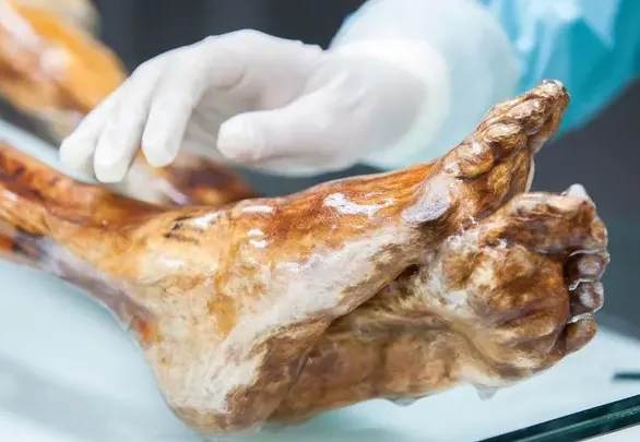 O ecossistema invisível de Ötzi: a múmia que guarda 5.300 anos de vida microscópica