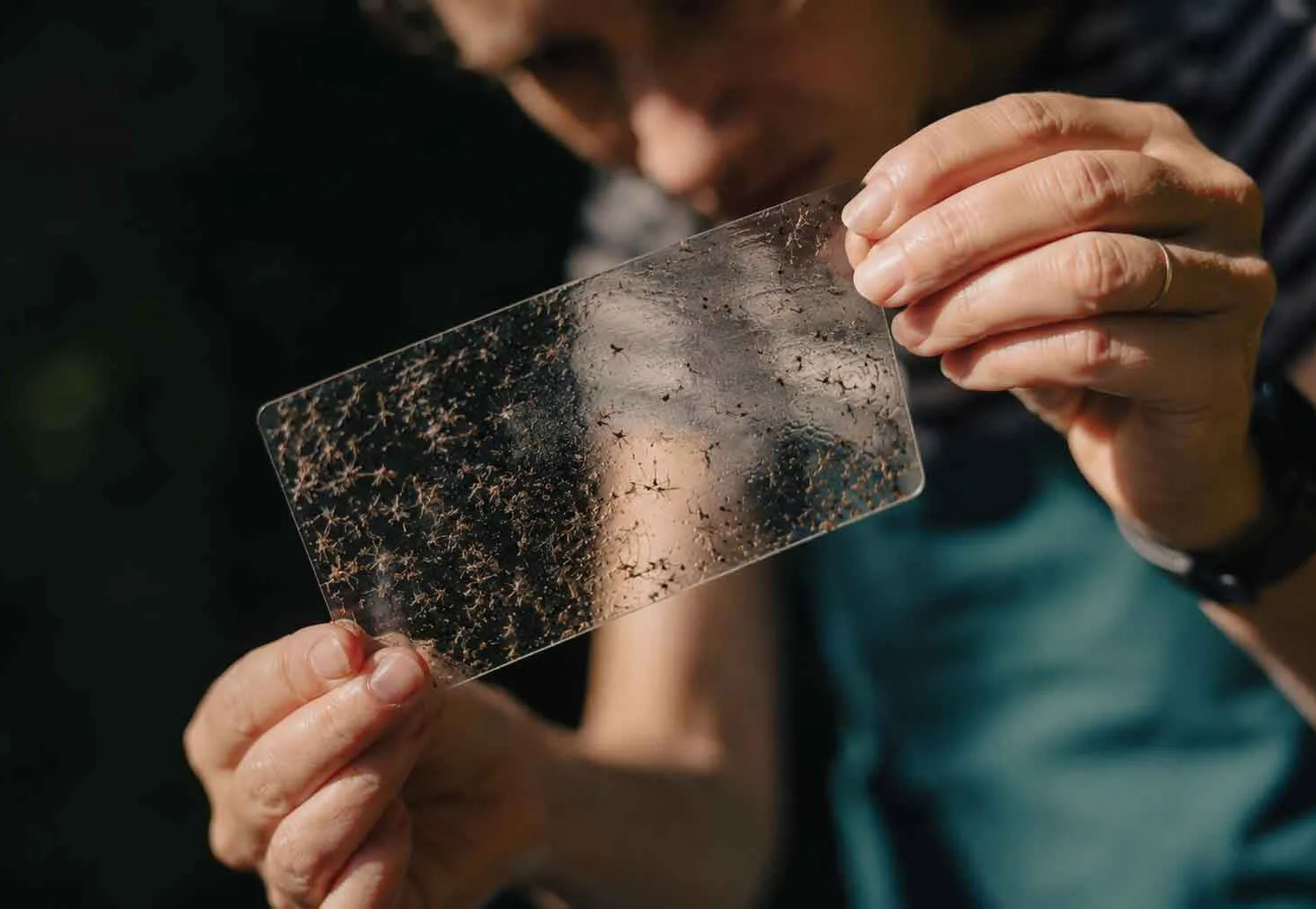Os mosquitos podem desaparecer? Há quem esteja a tentar provar que sim