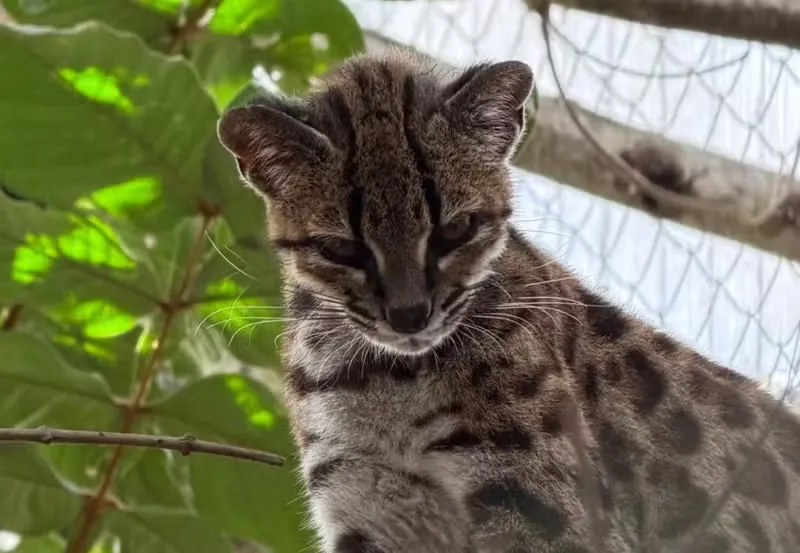 Nova espécie de felino selvagem descoberta na Bolívia surpreende a ciência após mais de um século
