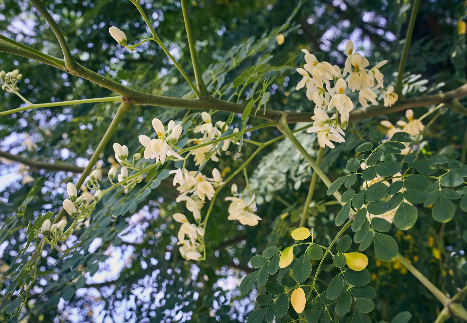 Moringa