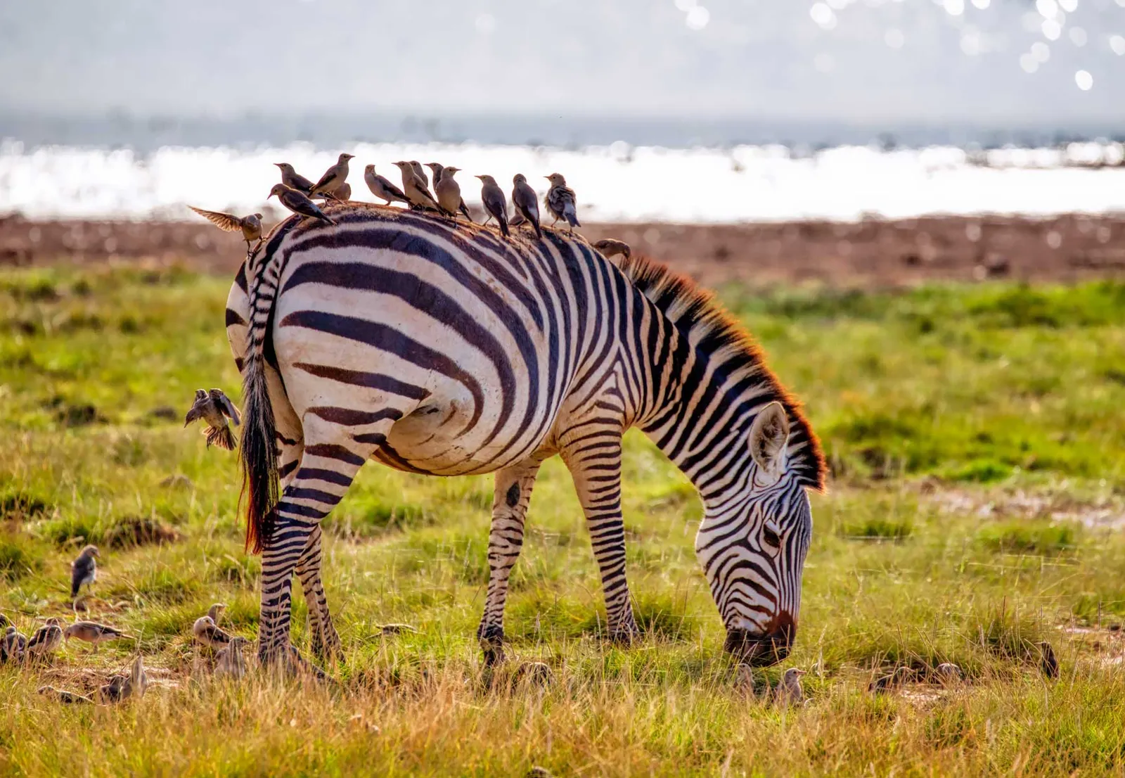 O Parque Nacional da Gorongosa e a parceria com o Absa