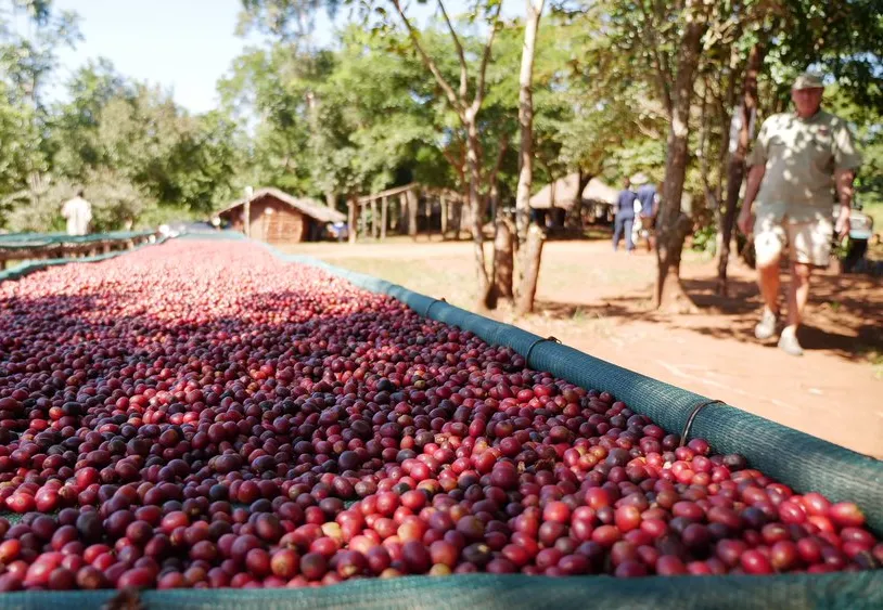 Árvores, tecnologia e pessoas ajudam parque Moçambicano a reverter perdas da natureza