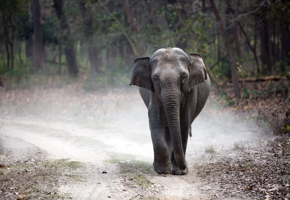 Como Cuidar de um Elefante Bebé