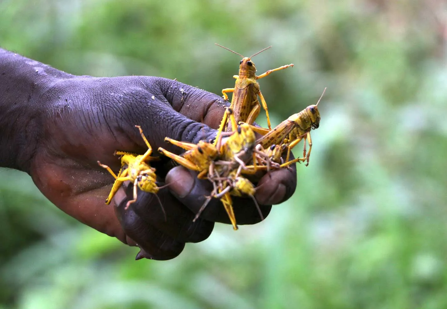 Os insectos na culinária mundial e moçambicana