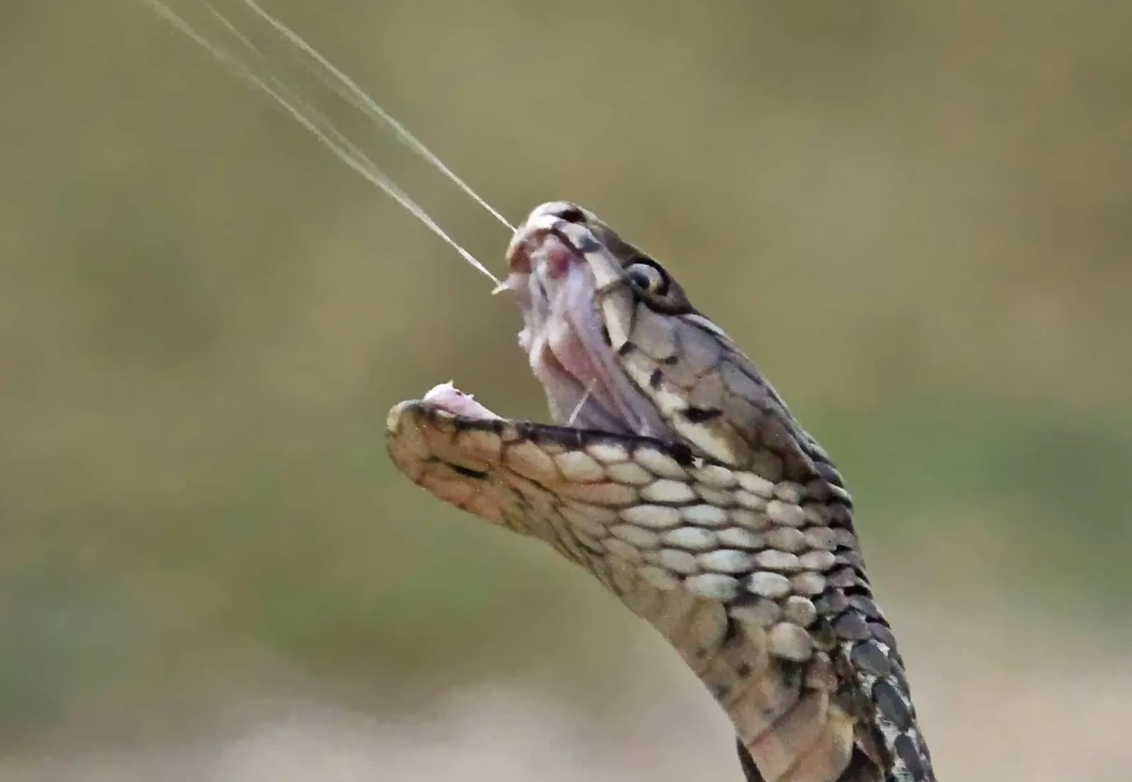 Mozambique spitting cobra, a serpente emblemática da África Austral