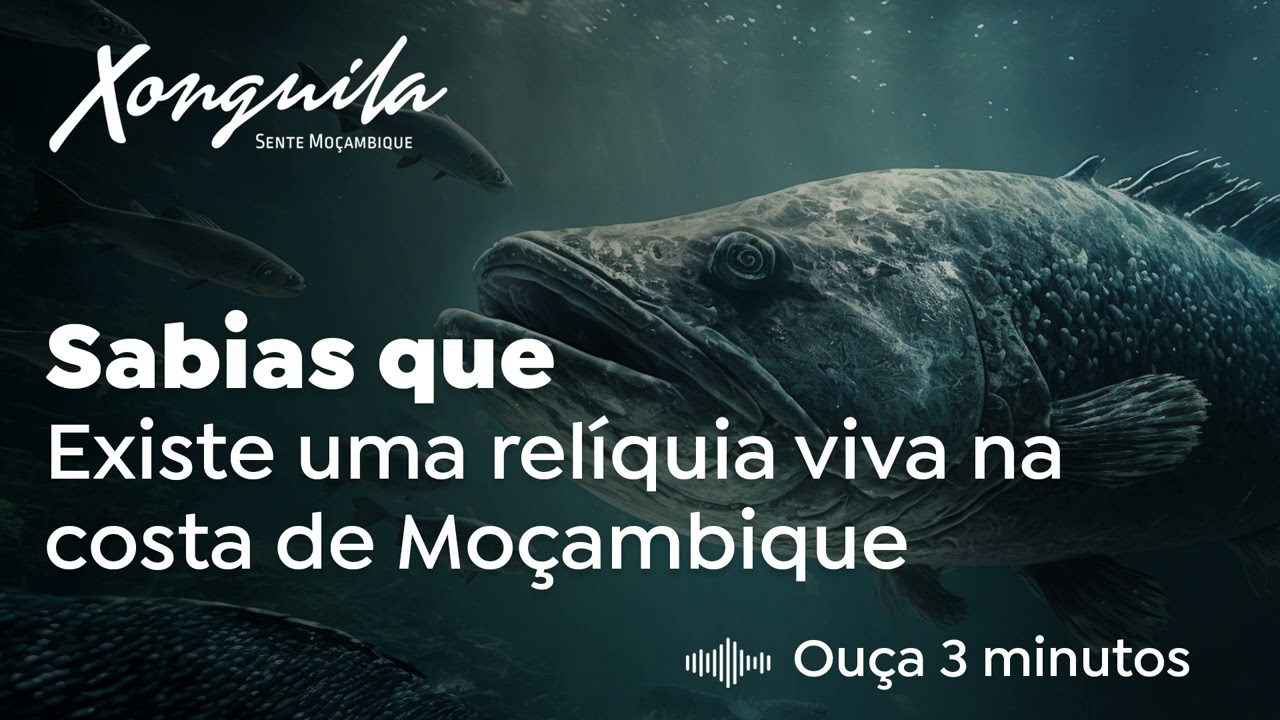 Sabias que existe uma relíquia viva na costa de Moçambique