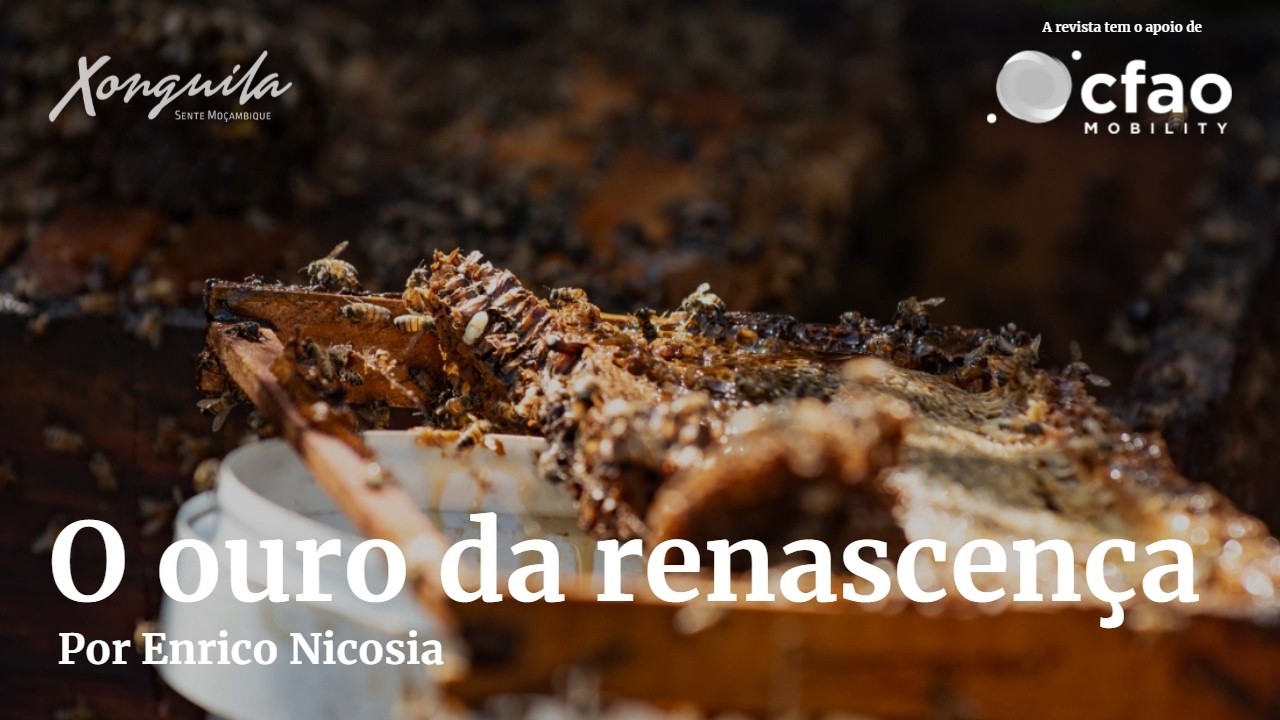 O Ouro da Renascença: Como os Mangais do Limpopo Voltaram à Vida em Moçambique