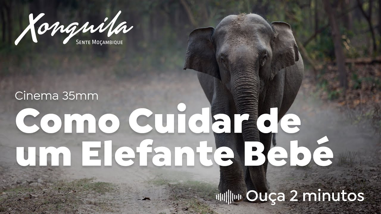 Cinema 35mm - Como Cuidar de um Elefante Bebé