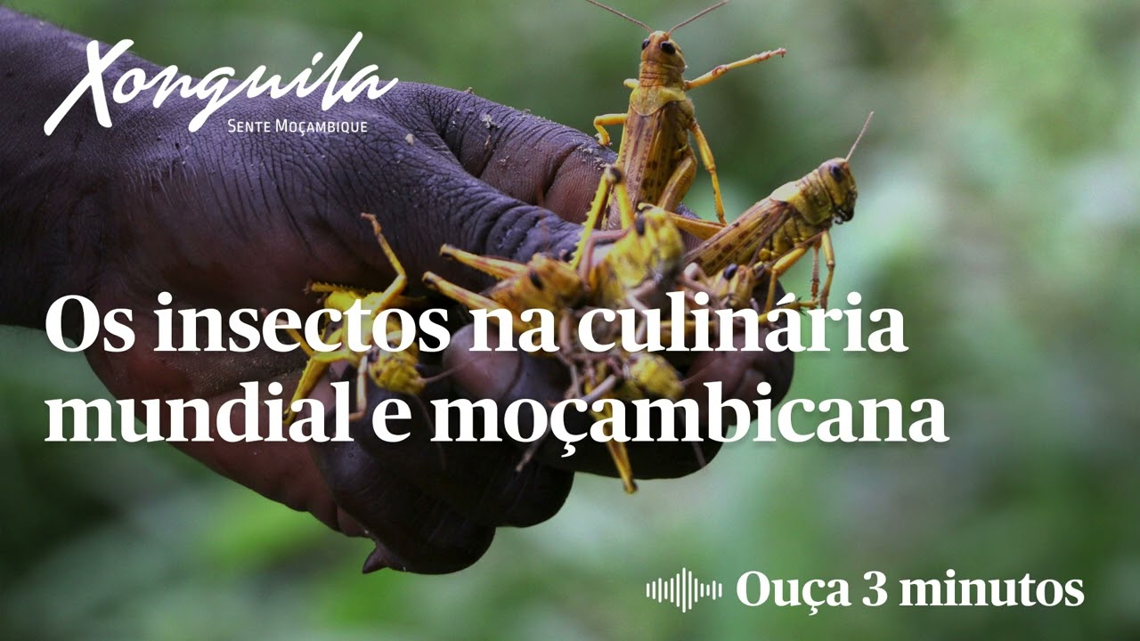 Os insectos na culinária mundial e moçambicana