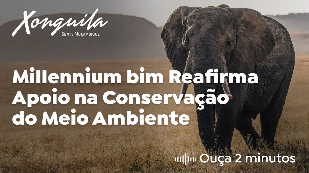 Millennium bim Reafirma Apoio na Conservação do Meio Ambiente